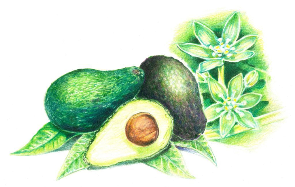 Avocadoöl 1 Avocado