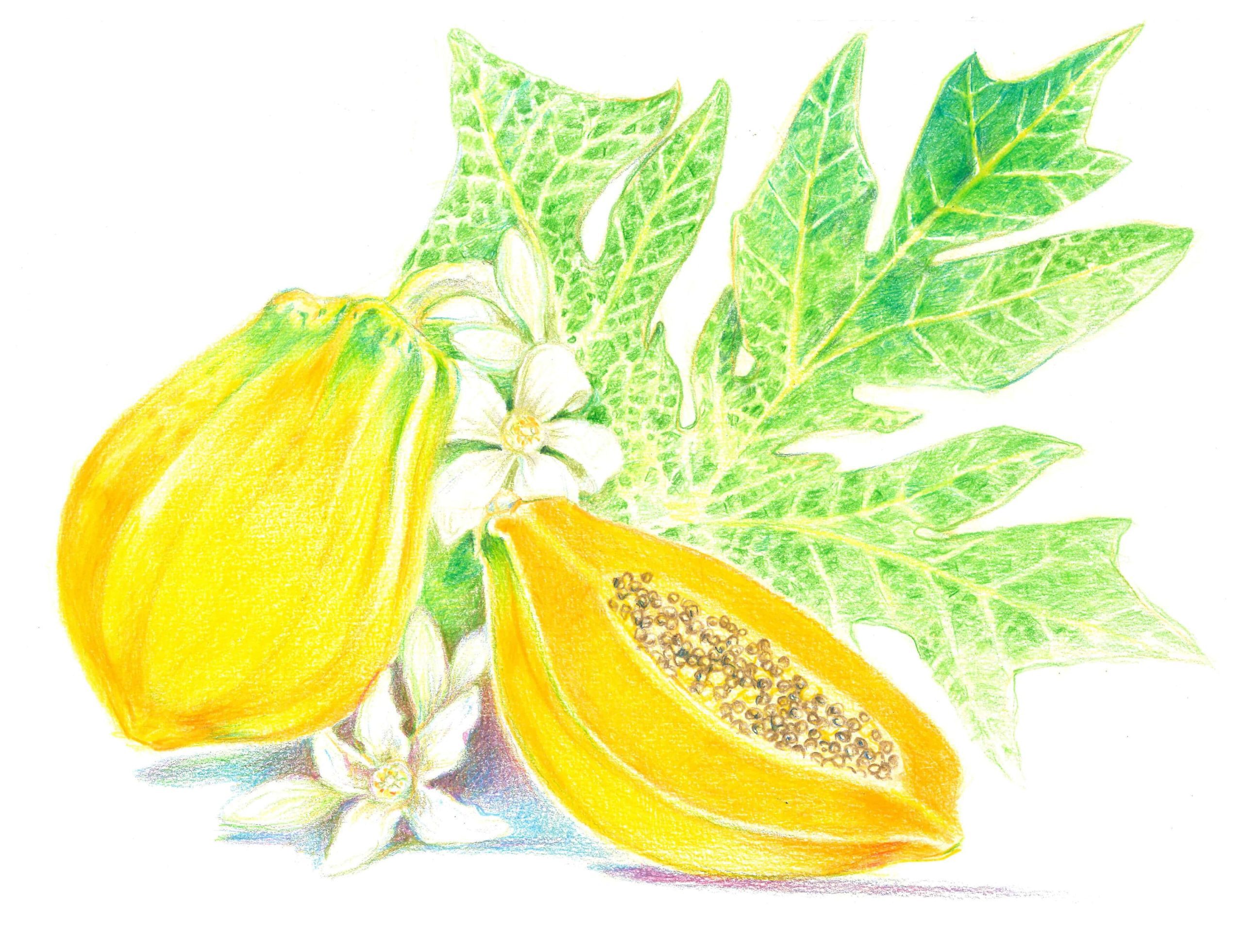 Papaya scaled