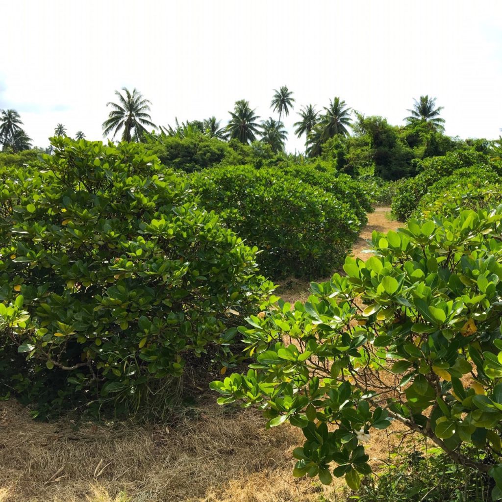 Tiare Tahiti Plantage