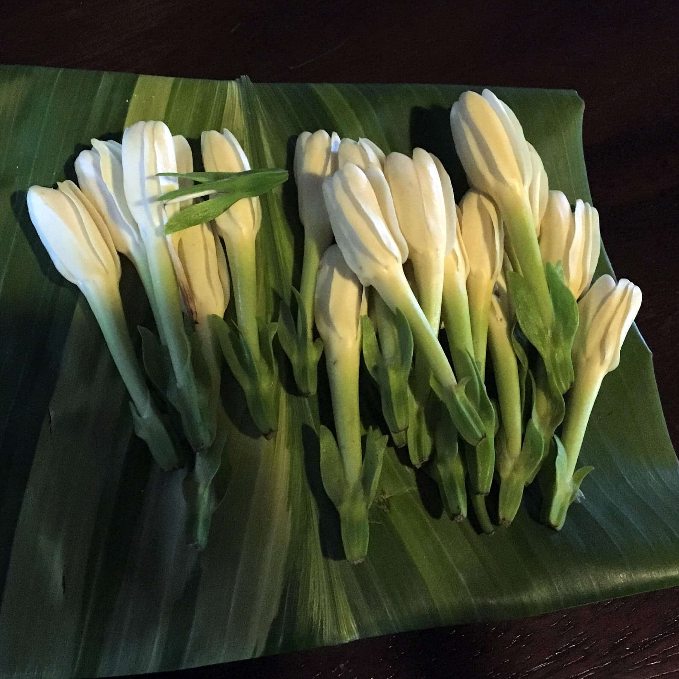 Lesen Sie mehr über den Artikel Tiare Tahiti (Gardenia Tahitensis)