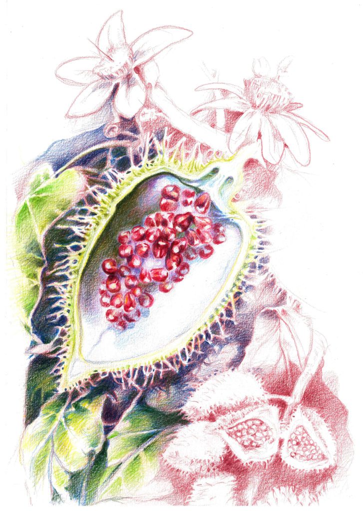 Monoï de Tahiti Natural Roucou 1 Roucou annatto bush (Bixa orellana)