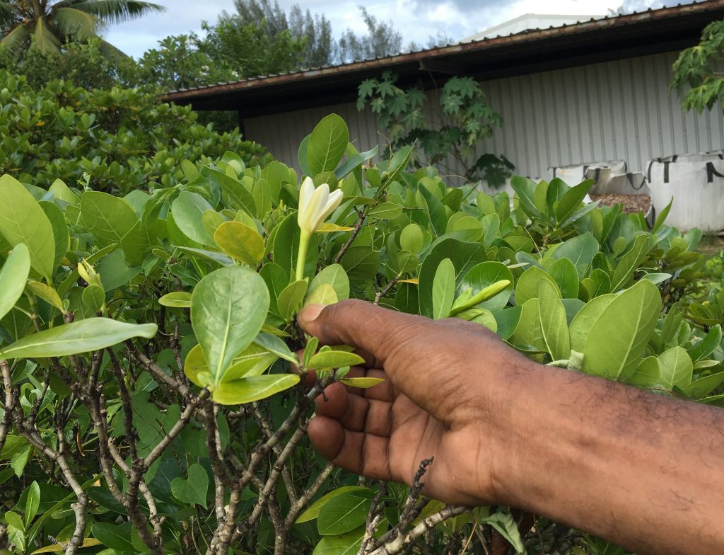 IMG 3063 gardenia tahitensis detail