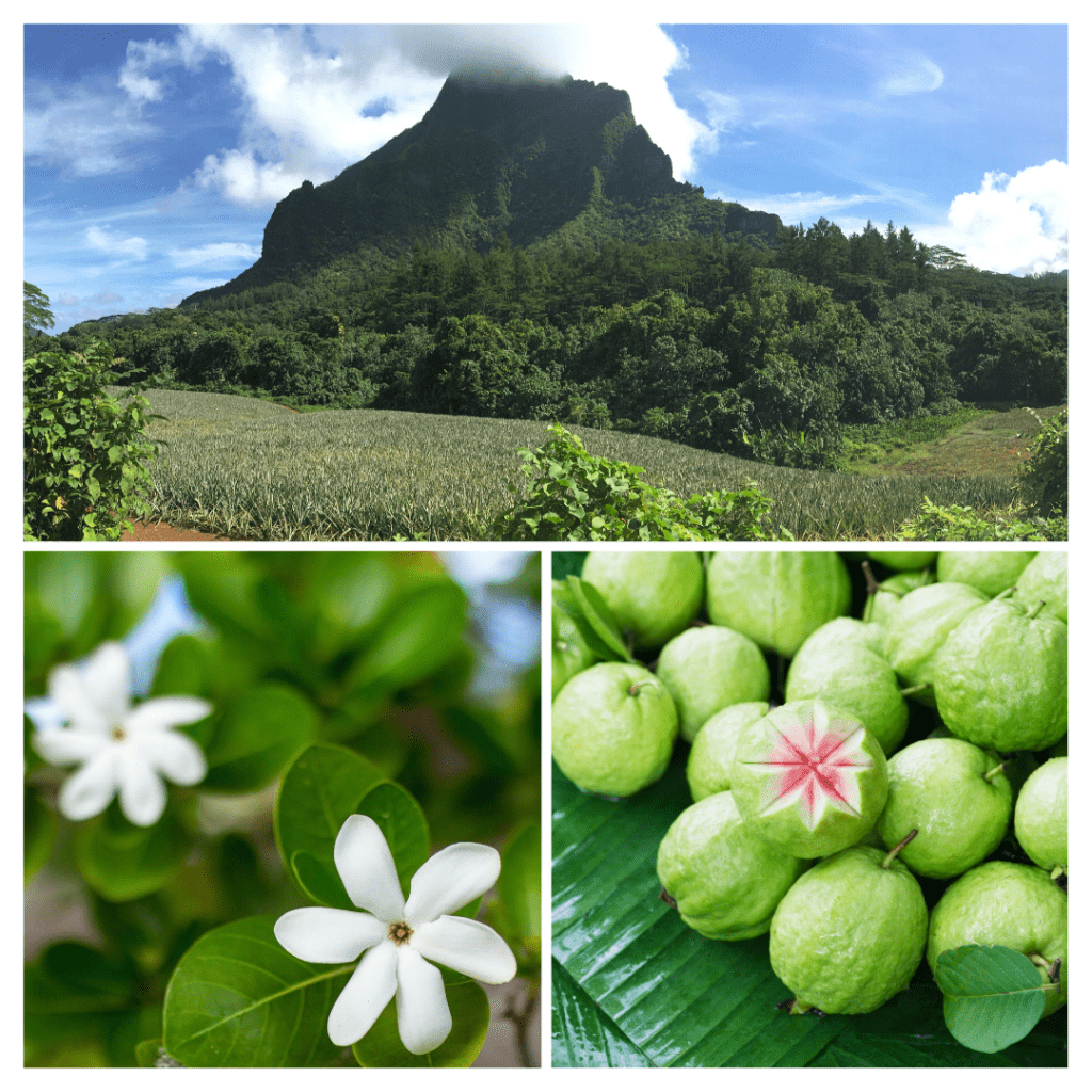 Tahiti ingredients