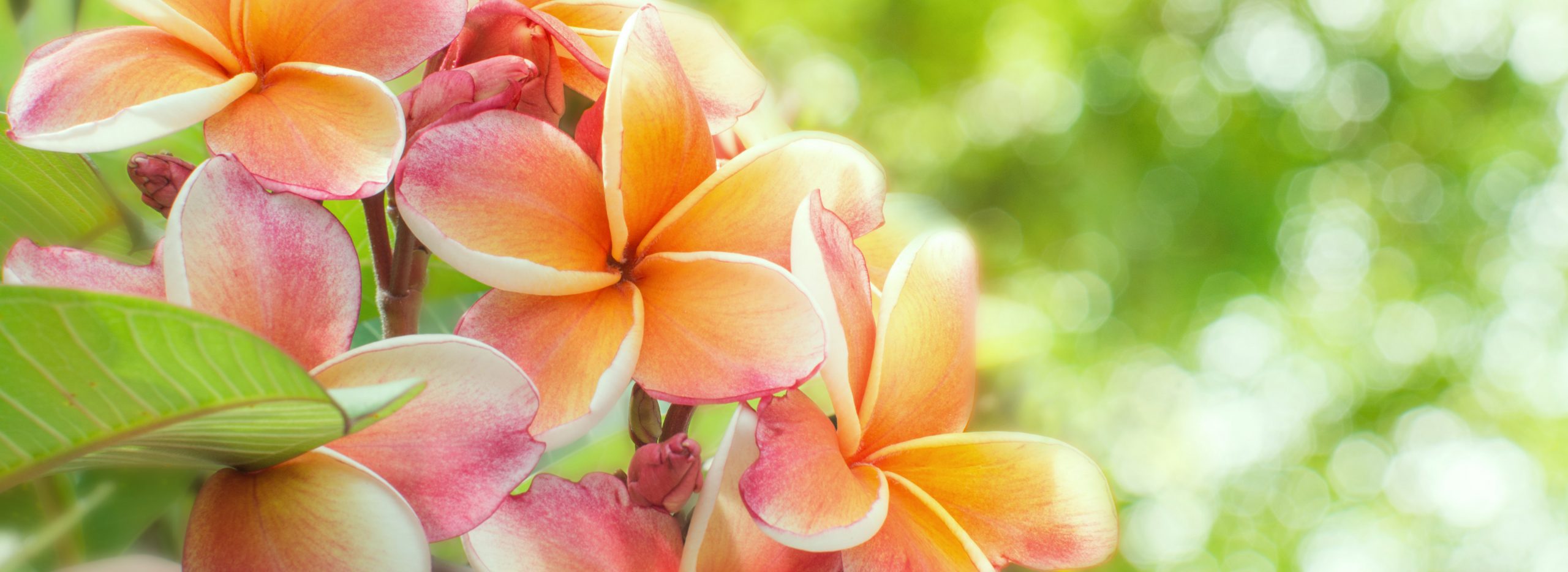 Frangipani Banner Anakena