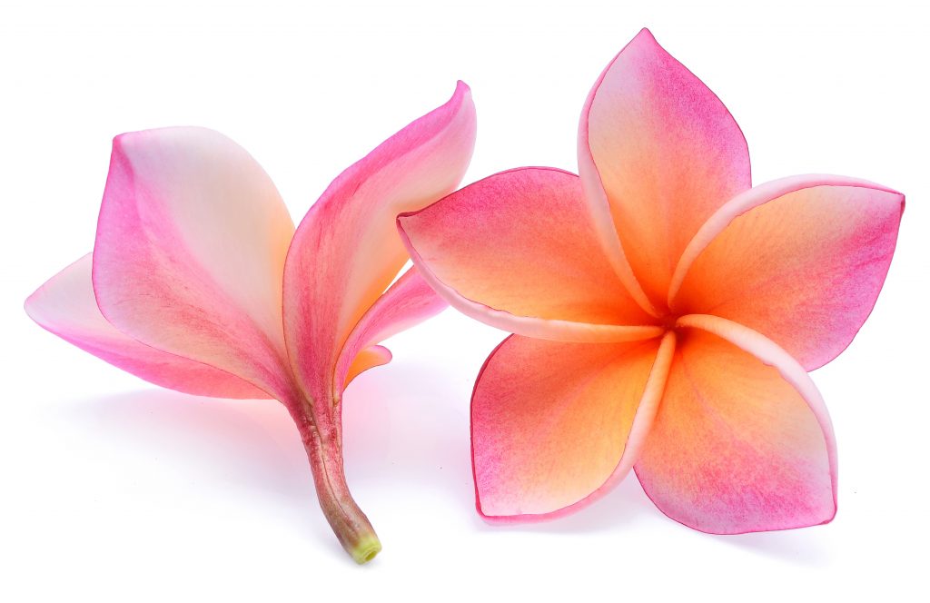 Frangipani