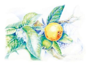 Die Kraft von Guaven- und Algenextrakt in der Anakena Kosmetik 1 Guavenextrakt (Psidium Guajava Frucht-Extrakt)