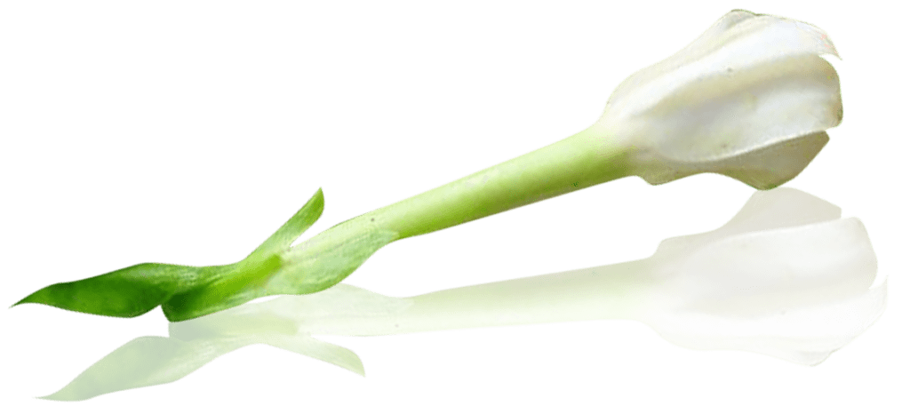 Die Bedeutung der Blumen im Leben und der Kultur Polynesiens 14 Tiare Tahiti gardenia tahitensis