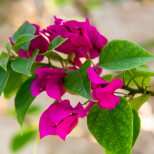 Die Bedeutung der Blumen im Leben und der Kultur Polynesiens 2 Prächtige Bougainvillea - Drillingsblume Bougainvillea spectabilis