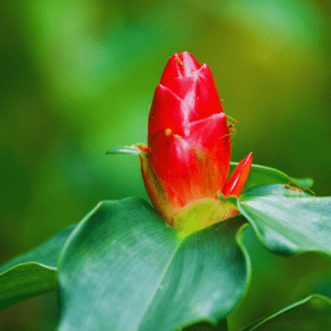 Die Bedeutung der Blumen im Leben und der Kultur Polynesiens 4 costus woodsonii - costaceae - Red Button Ginger