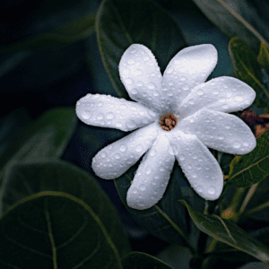 Die Bedeutung der Blumen im Leben und der Kultur Polynesiens 12 Gardenia - Rubiaceae - Starflower