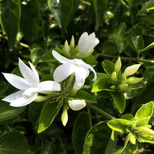 Die Bedeutung der Blumen im Leben und der Kultur Polynesiens 10 Jasminum - Jasmin