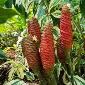 Die Bedeutung der Blumen im Leben und der Kultur Polynesiens 5 Ingwer - Zingiber