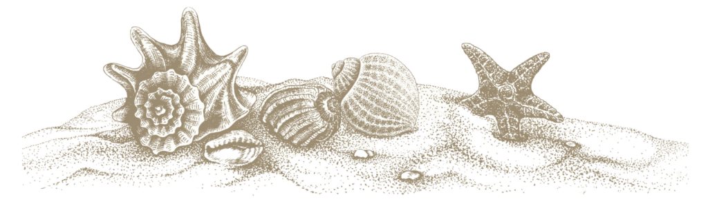 Zeichnung Muscheln ohne Hintergrund zugeschnitten