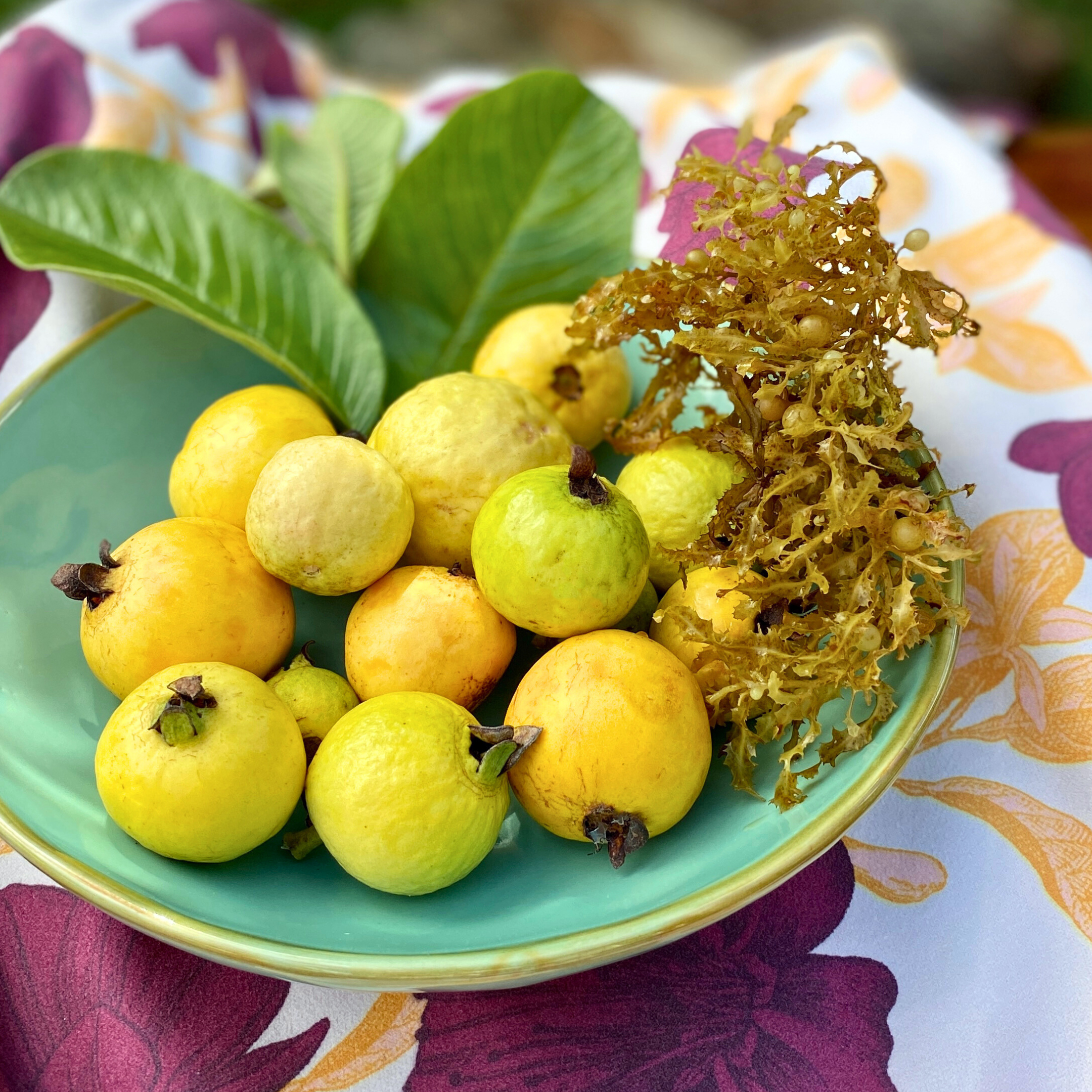 Lesen Sie mehr über den Artikel Die Kraft von Guaven- und Algenextrakt in der Anakena Kosmetik